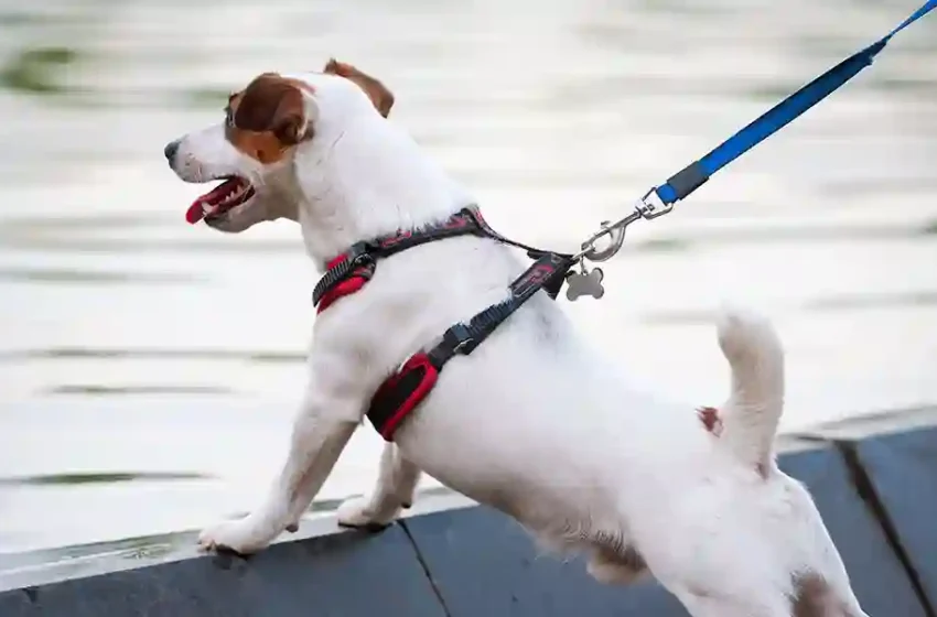 Rescue and Search-and-Rescue Dog Harnesses: A Lifesaving Tool