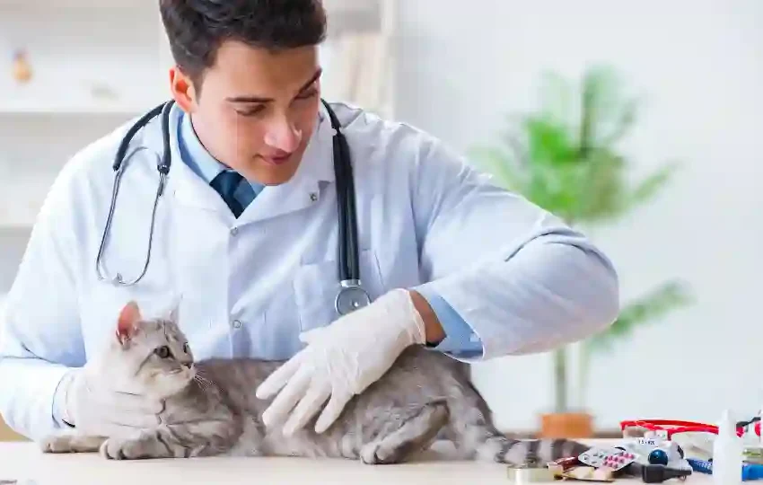  uardians of Cat Health: How Cat Insurance Supports Responsible Pet Ownership